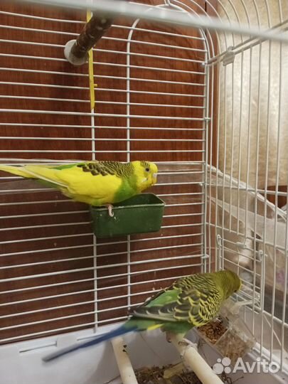 Волнистый попугай с клеткой