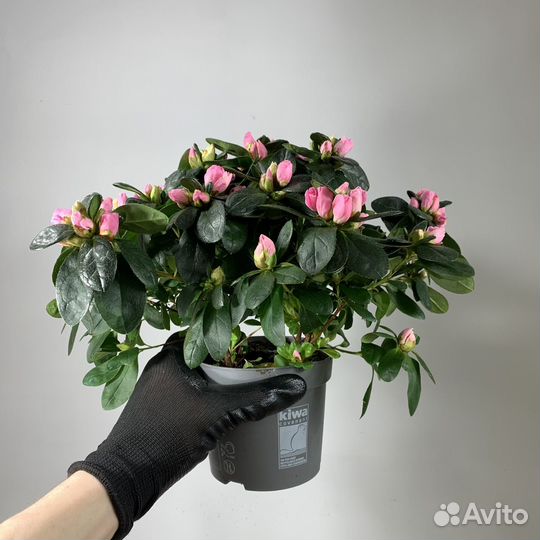 Азалия комнатная