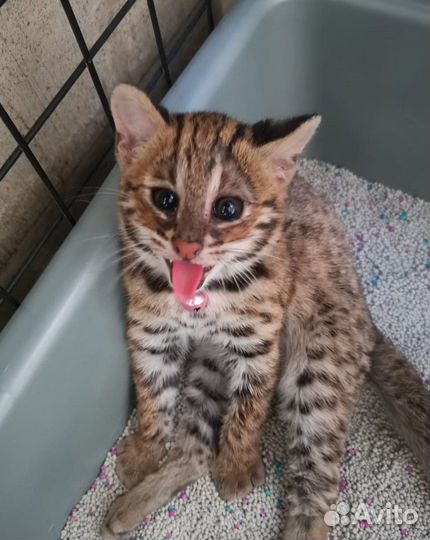 Алк 100процентов дикой крови.азиатские леопардовые