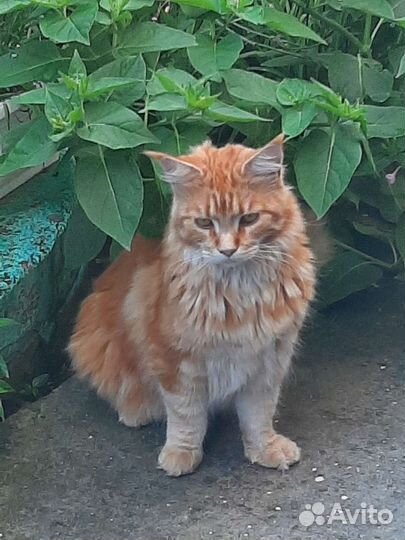 Передержка кошек