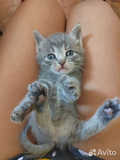 Серая девочка ищет дом