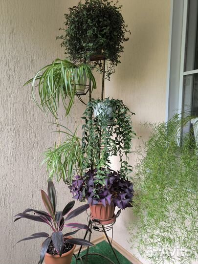 Комнатные цветы