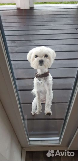 Передержка собак и кошек в загородном доме