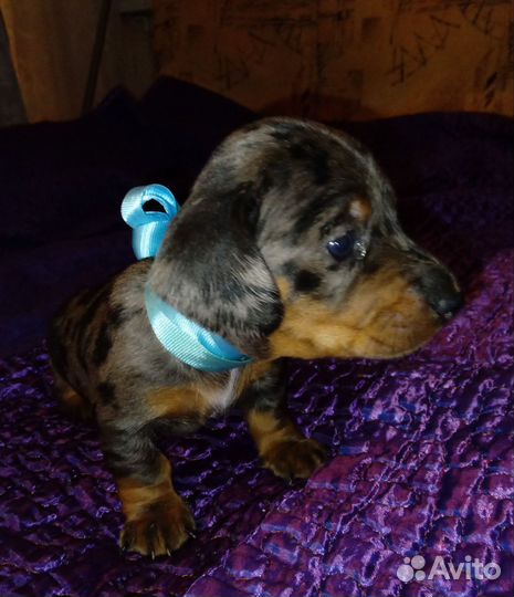 Кроличья такса