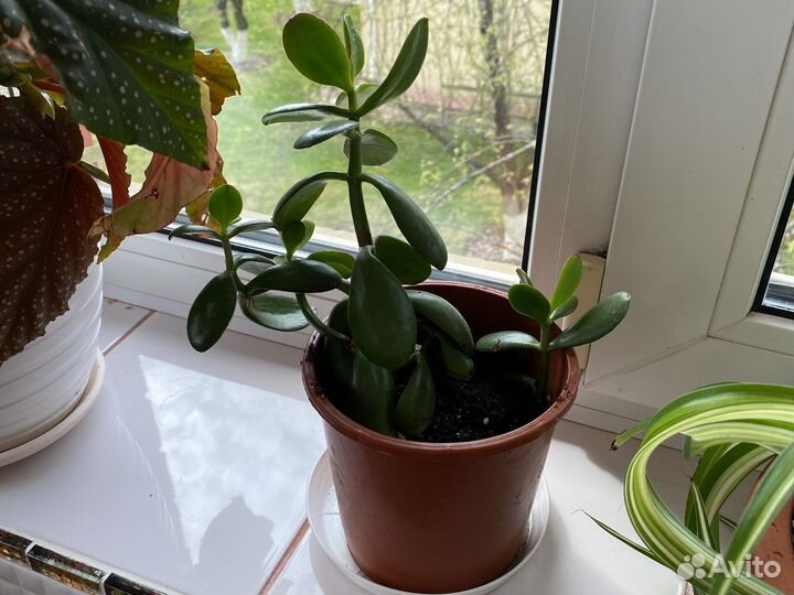 Крассула толстянка