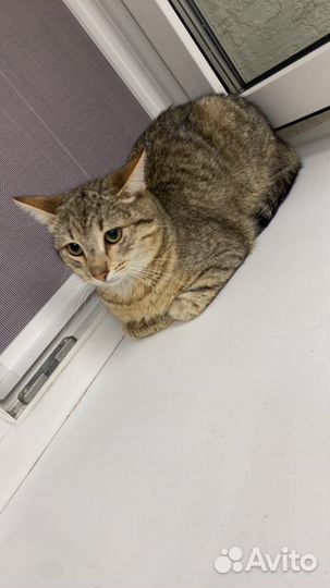 Котенок мальчик