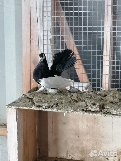 Продажа голубей статные