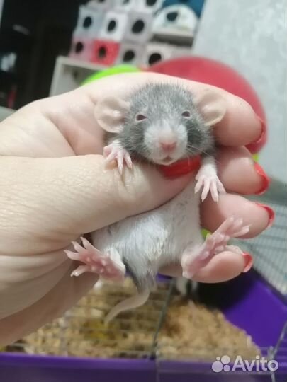 Крыса крысята дамбо