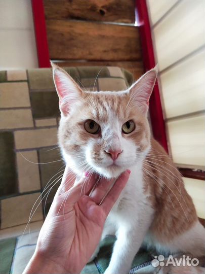 Отдам в добрые руки