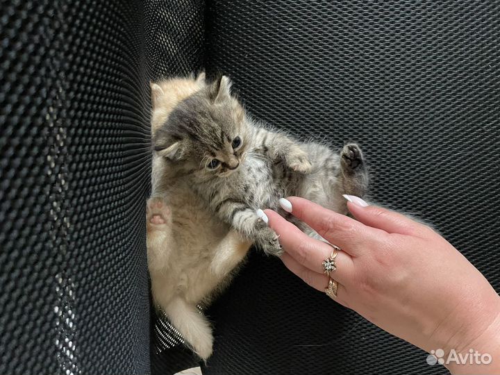 Котятки веселые