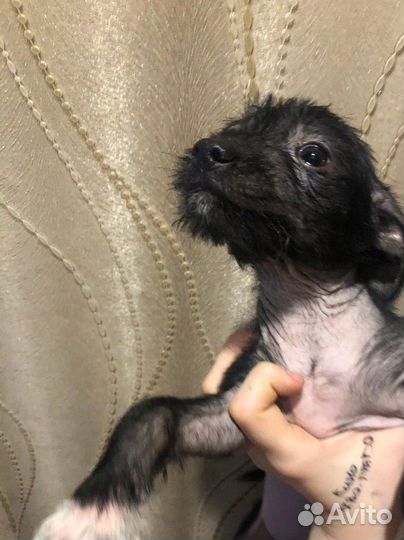 Собака в добрые руки щенок