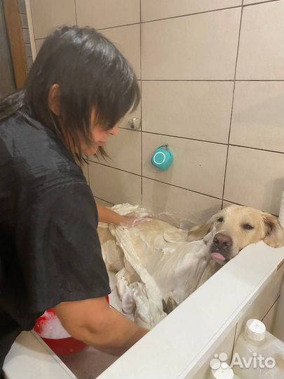 Стрижка собак и кошек (Грумер)