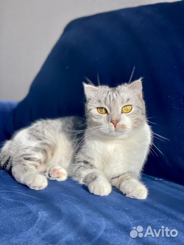 Домашние животные бесплатно кошки