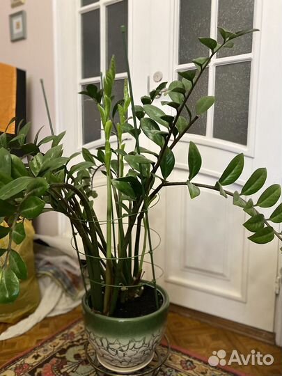 Замиокулькас