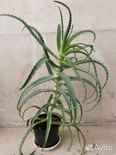 Цветок алое 4 года