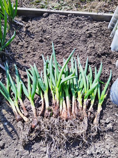 Рассада лука многолетнего