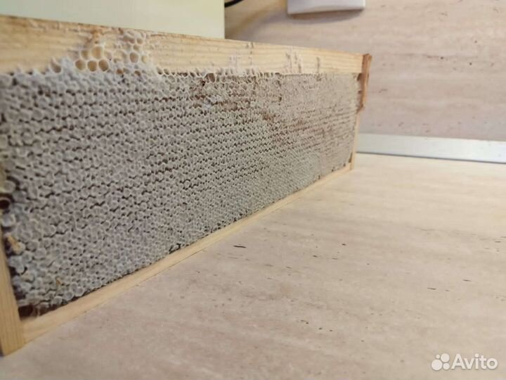 Мед в сотах. Рамка цветочного мёда