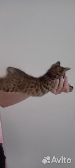 Котенок девочка бесплатно