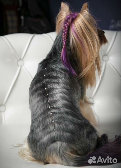 Обучение креативной стрижке собак