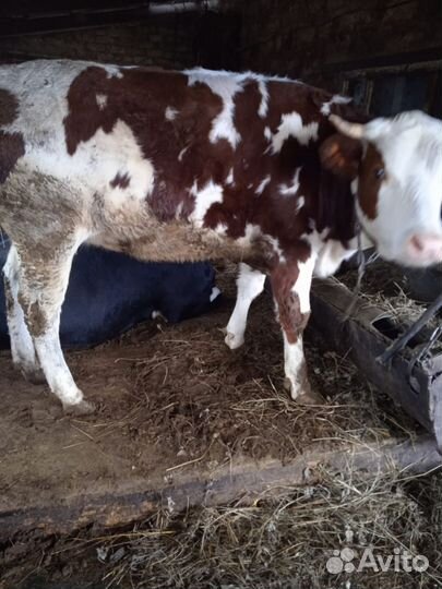 Телка на мясо год и два месяца