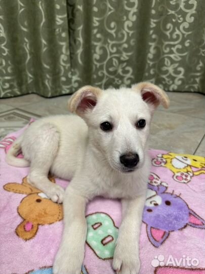 Маленький щенок Белоснежка