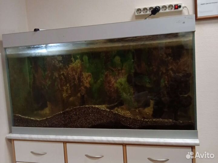 Большой аквариум 300 литров + взрослая цихлида