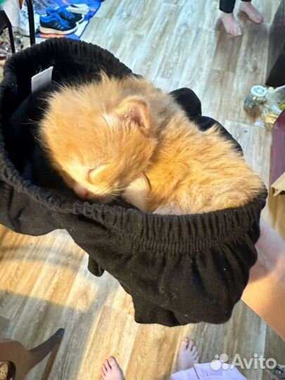 Котёнок