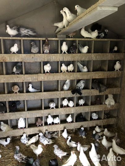 Голуби разных пород