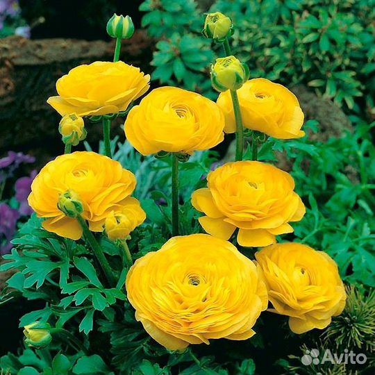 Ранункулюс рассада, цветы садовые