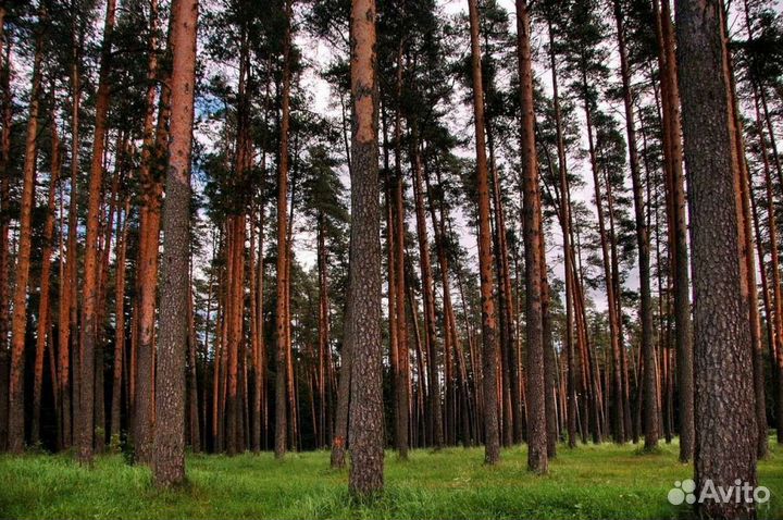 Рабочий в лес