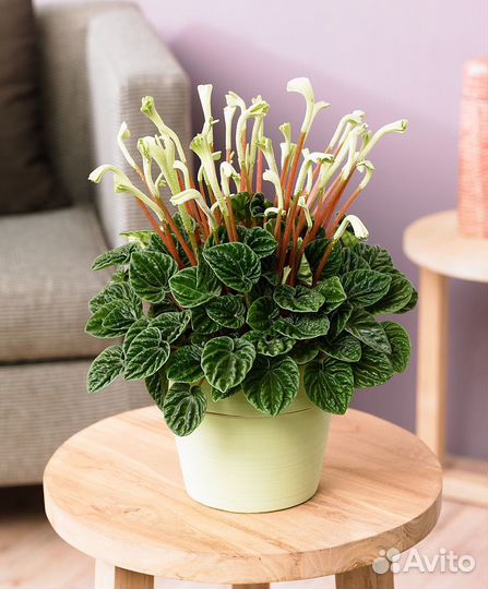Peperomia Шуми Рэд, серебристая,Лилиан,Феррейра