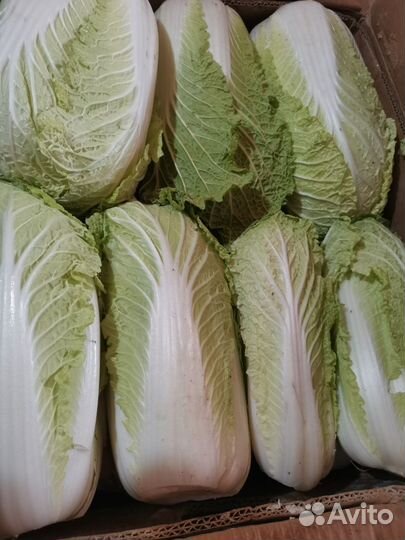Пекинская капуста