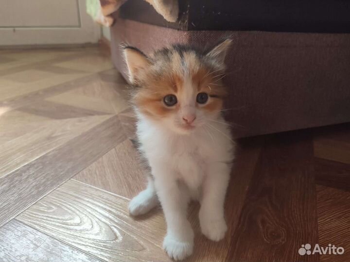 Кошка в дар бесплатно