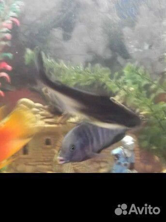 Аквариумные рыбы
