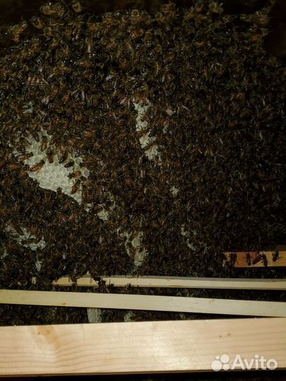 Улей Колода для пчел