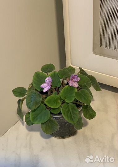 Фиалки трейлеры