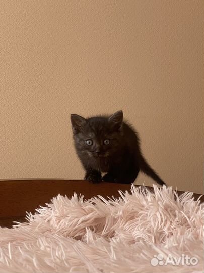 Котенок мальчик бесплатно