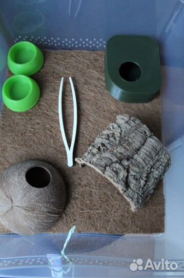 Готовый набор для эублефара