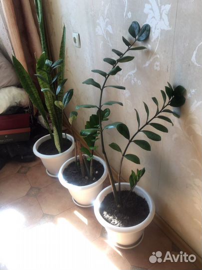 Замиокулькас