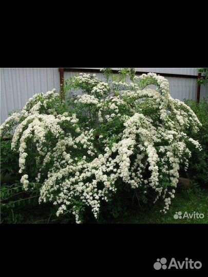 Спирея Билларда иволистная, вангутта