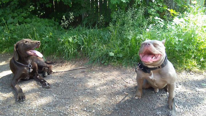 Гостиница для собак и животных / Передержка