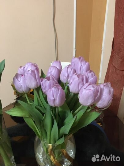 Раевские тюльпаны оптом на 2024 год