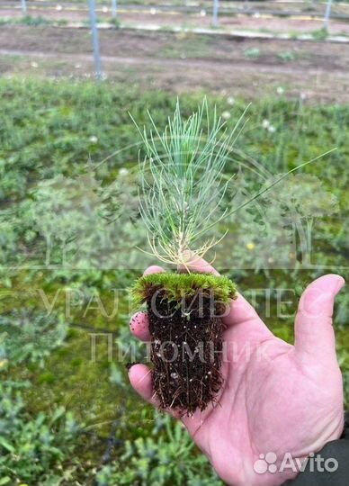 Предзаказ Горная сосна Мугус зкс сеянцы