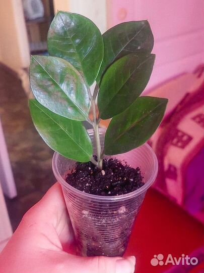 Замиакулькас