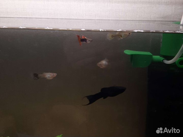 Рыбки молинезия 2 и гуппи 5 продам всех видно фото