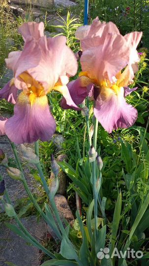 Ирисы разных цветов, хосты