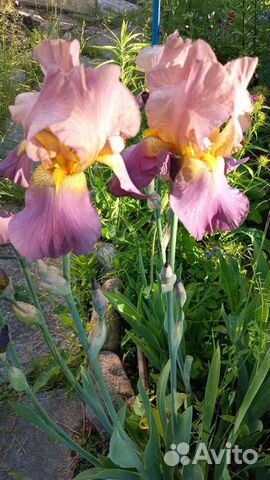 Ирисы разных цветов, хосты