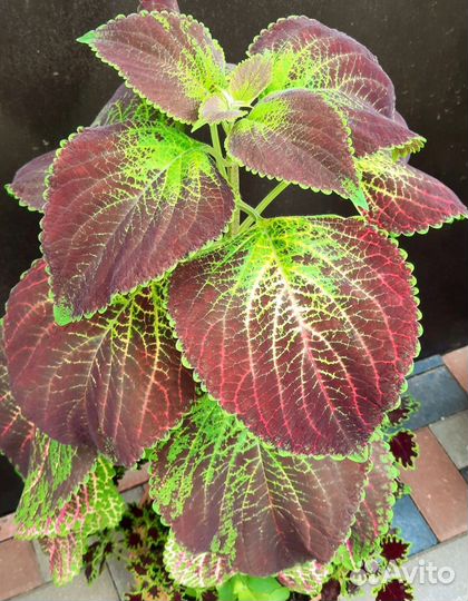 Колеусы сортовые