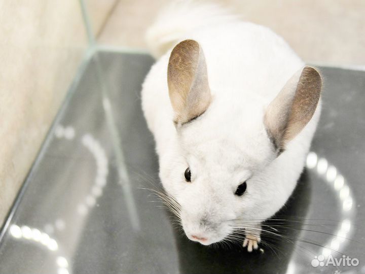 Шиншилла Белый вильсон