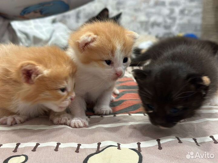 Котёнок